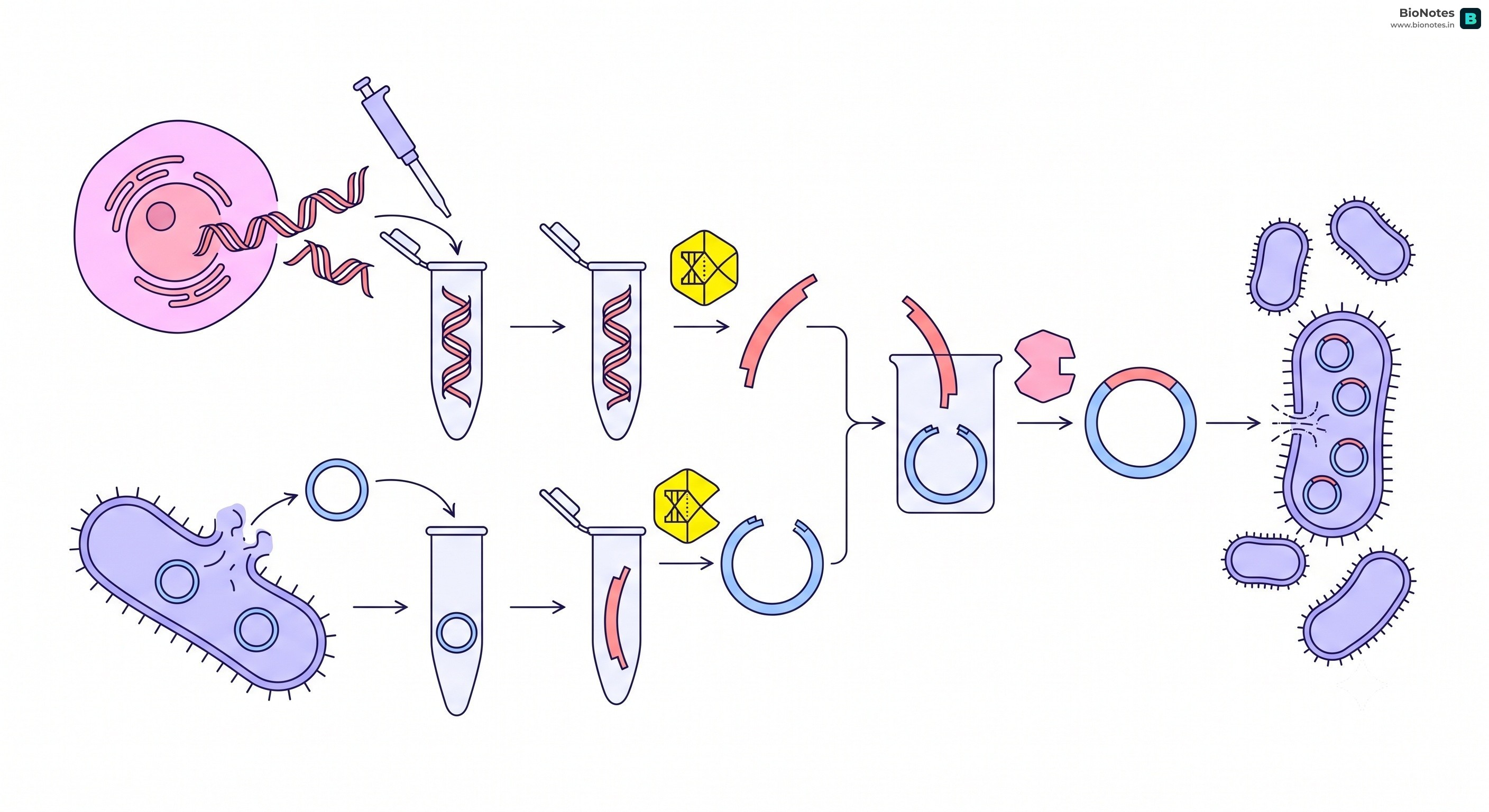 Rdna Plasmid