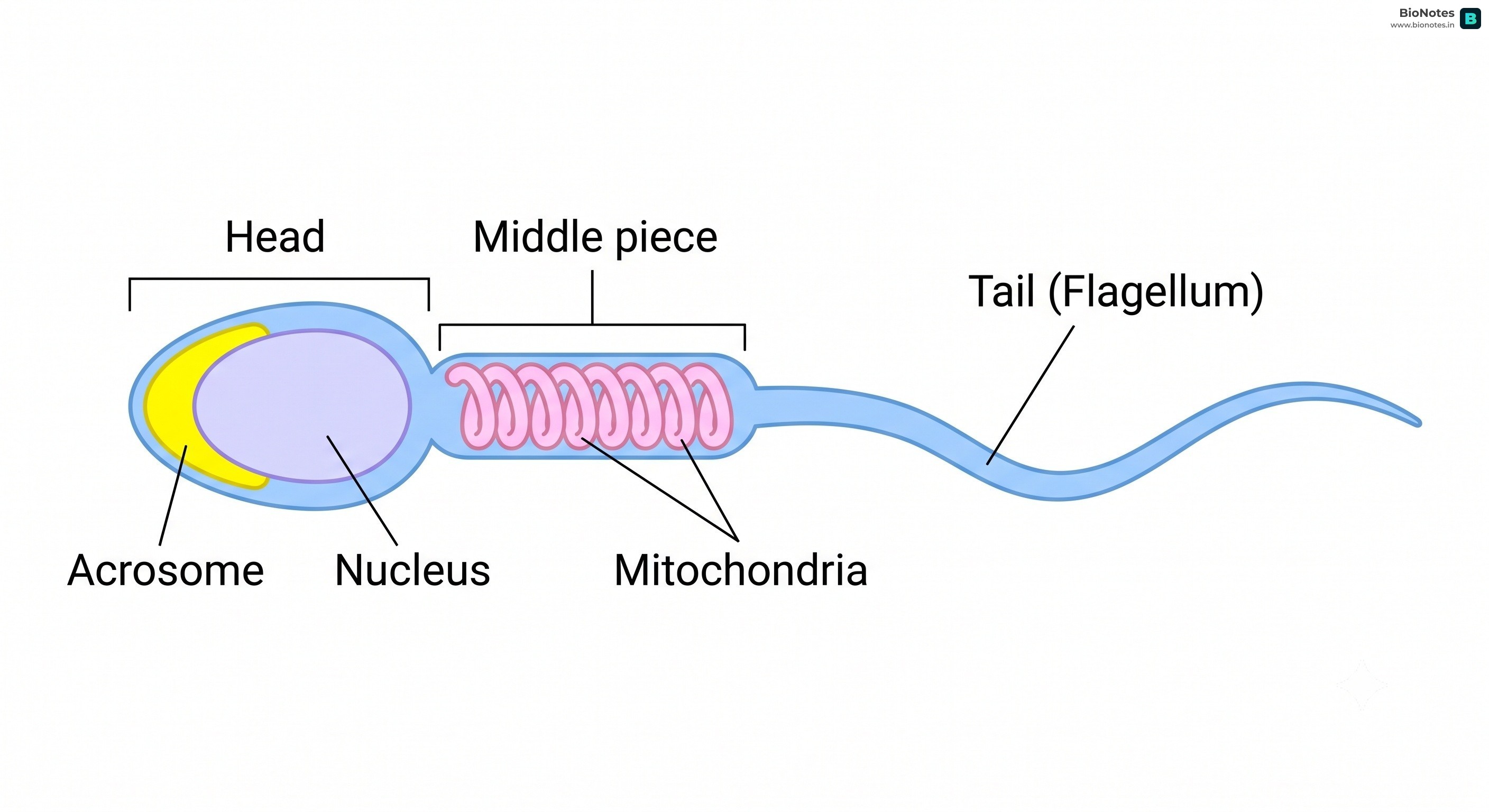 Sperm