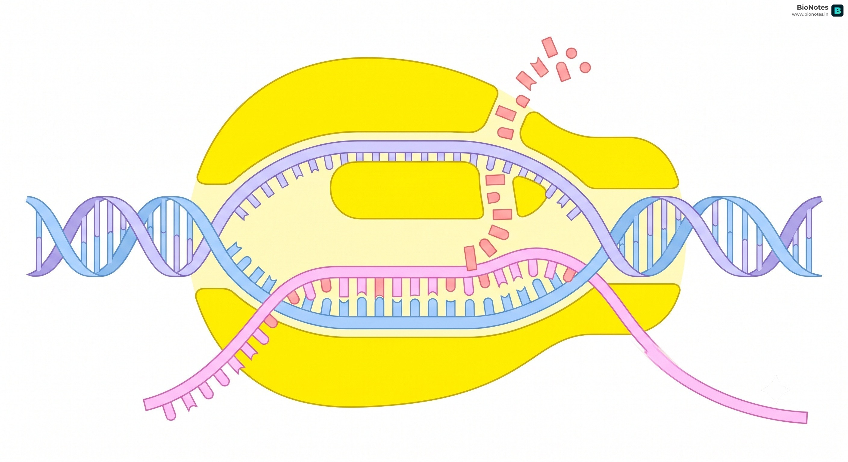 Transcription Of Dna