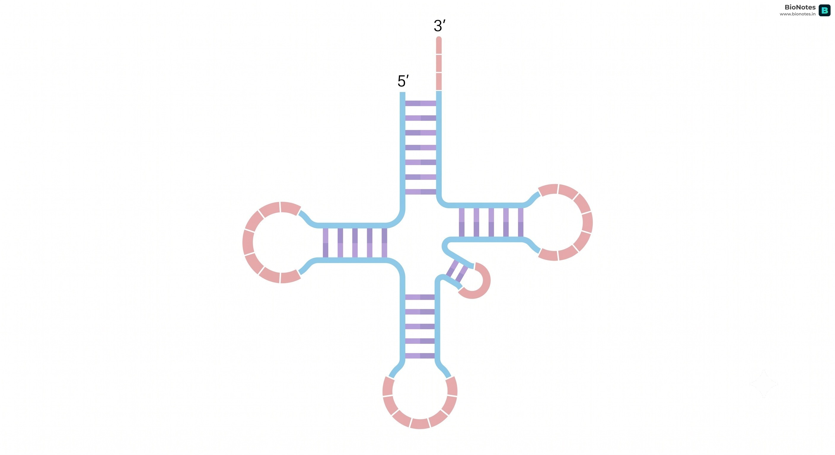 Trna Cloverleaf