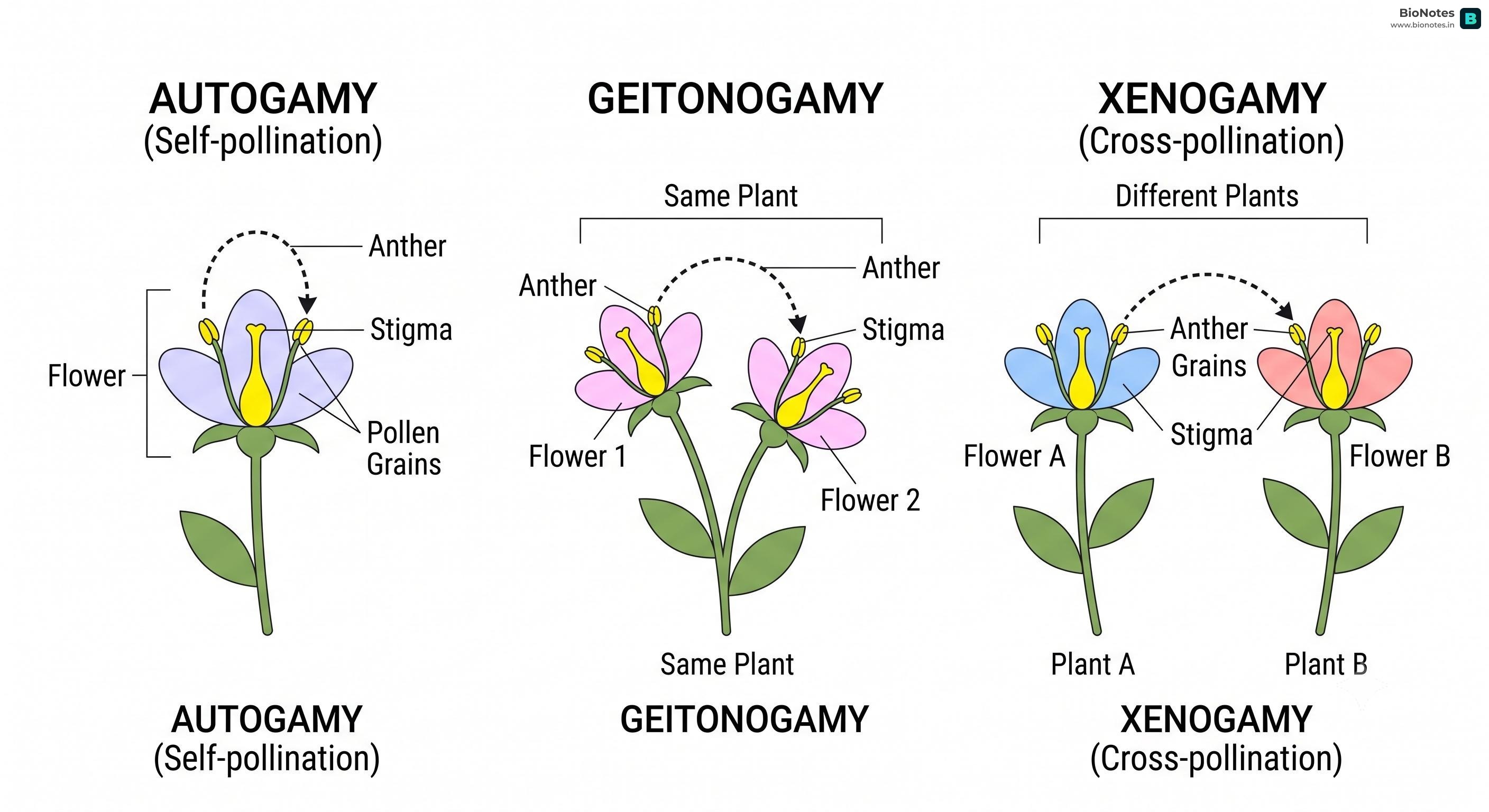 Types Of Pollination