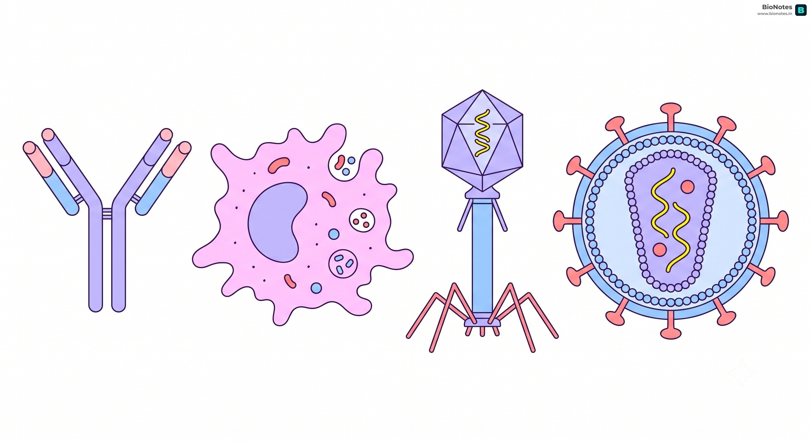 Virus And Antibody
