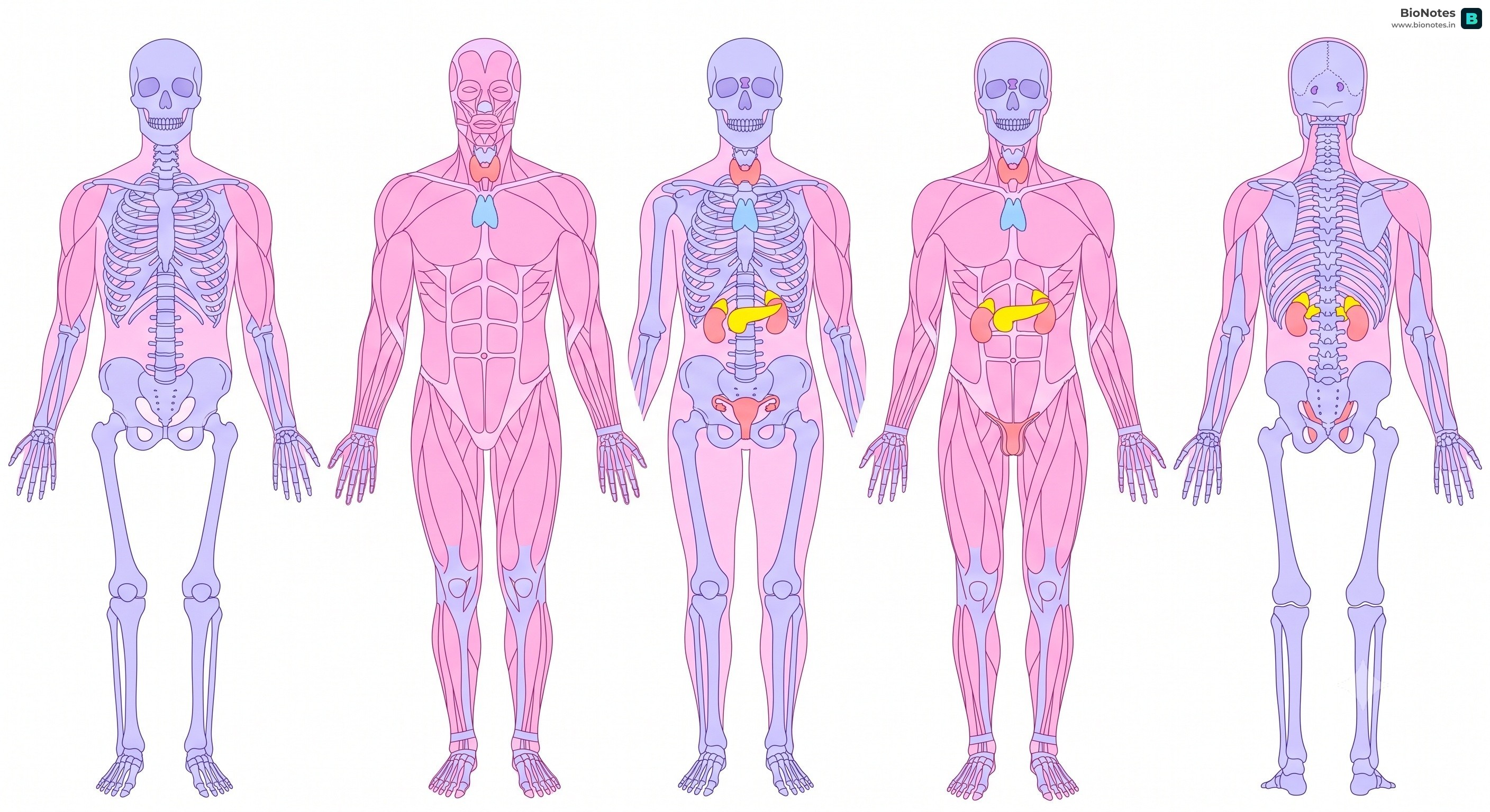 Skeletal System