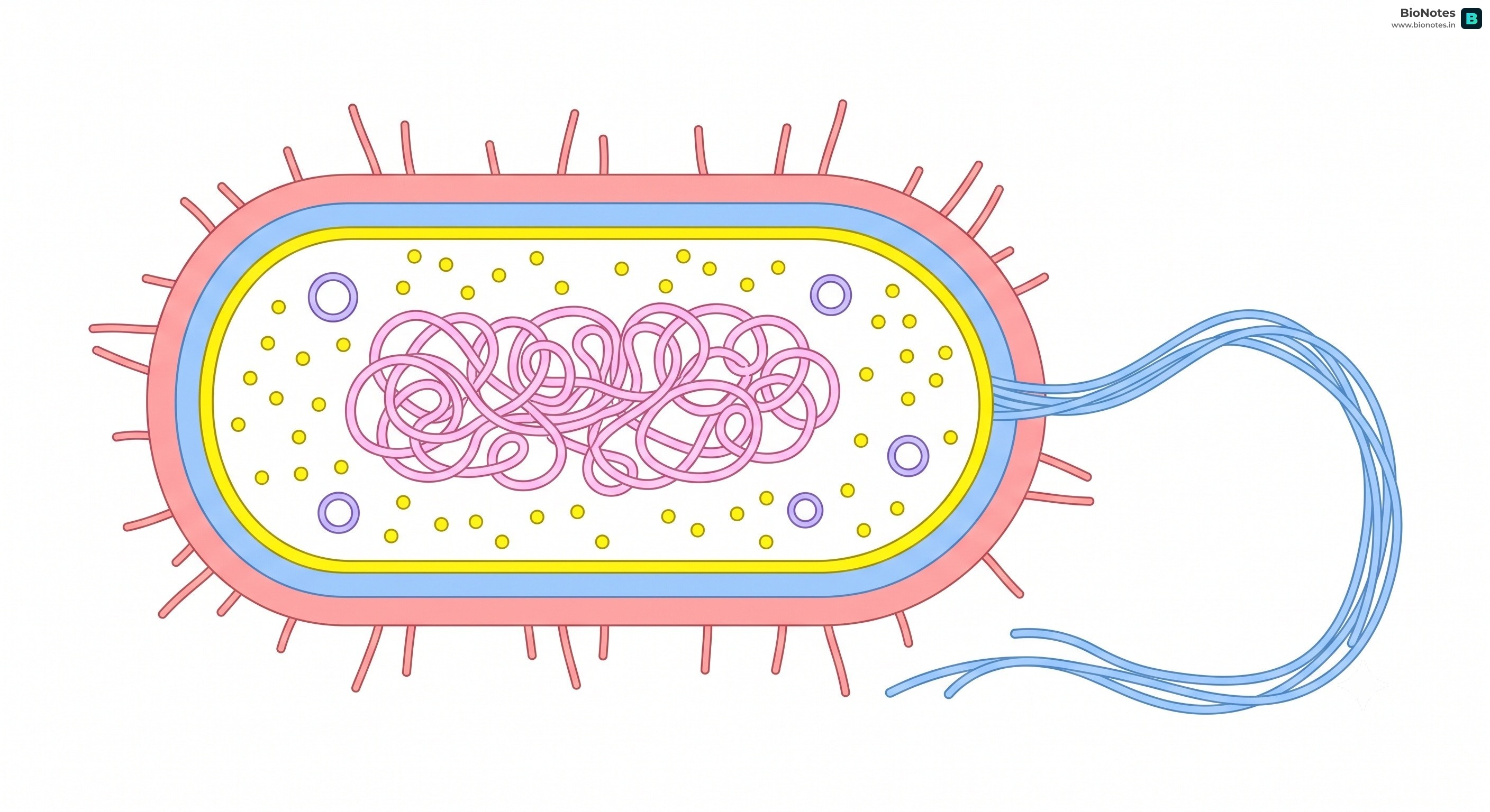 Bacterium