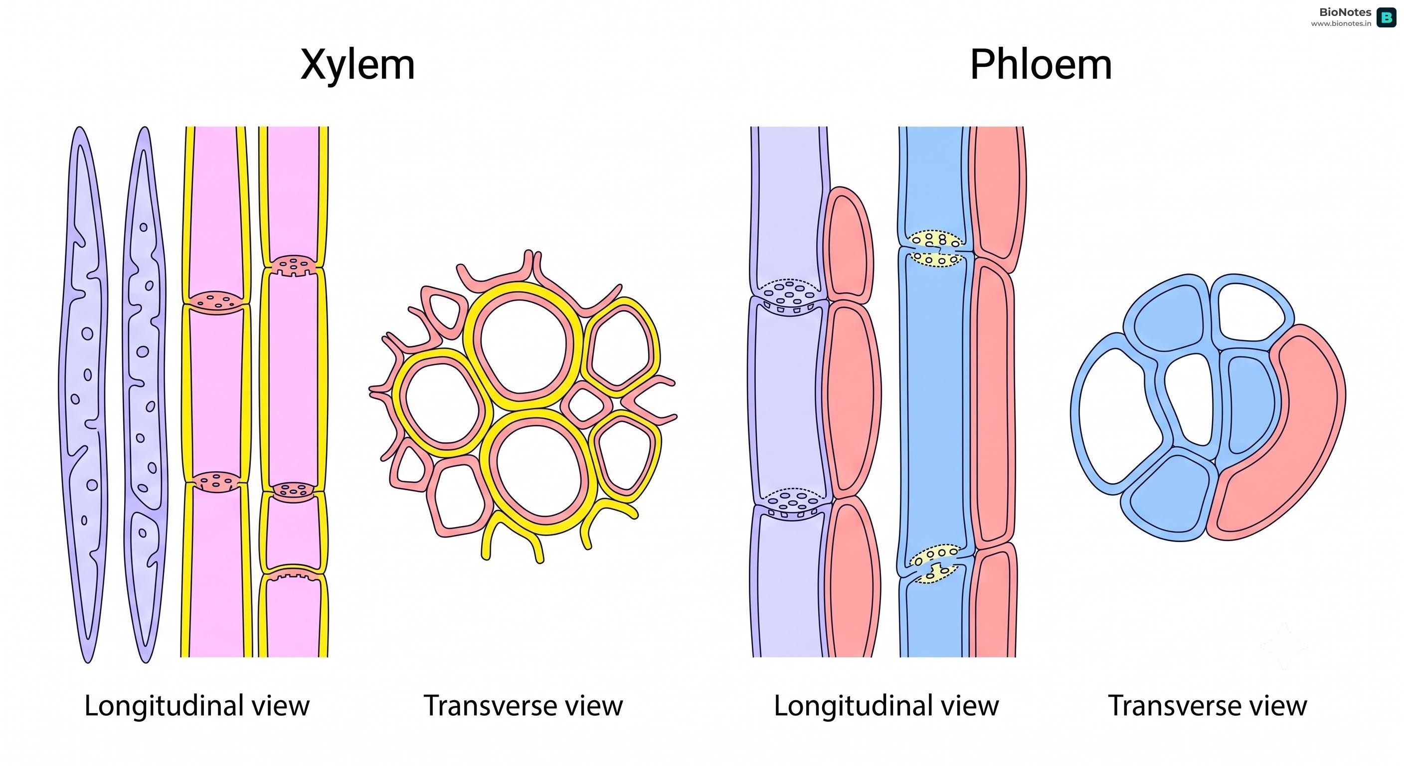 Complex Plant Tissues
