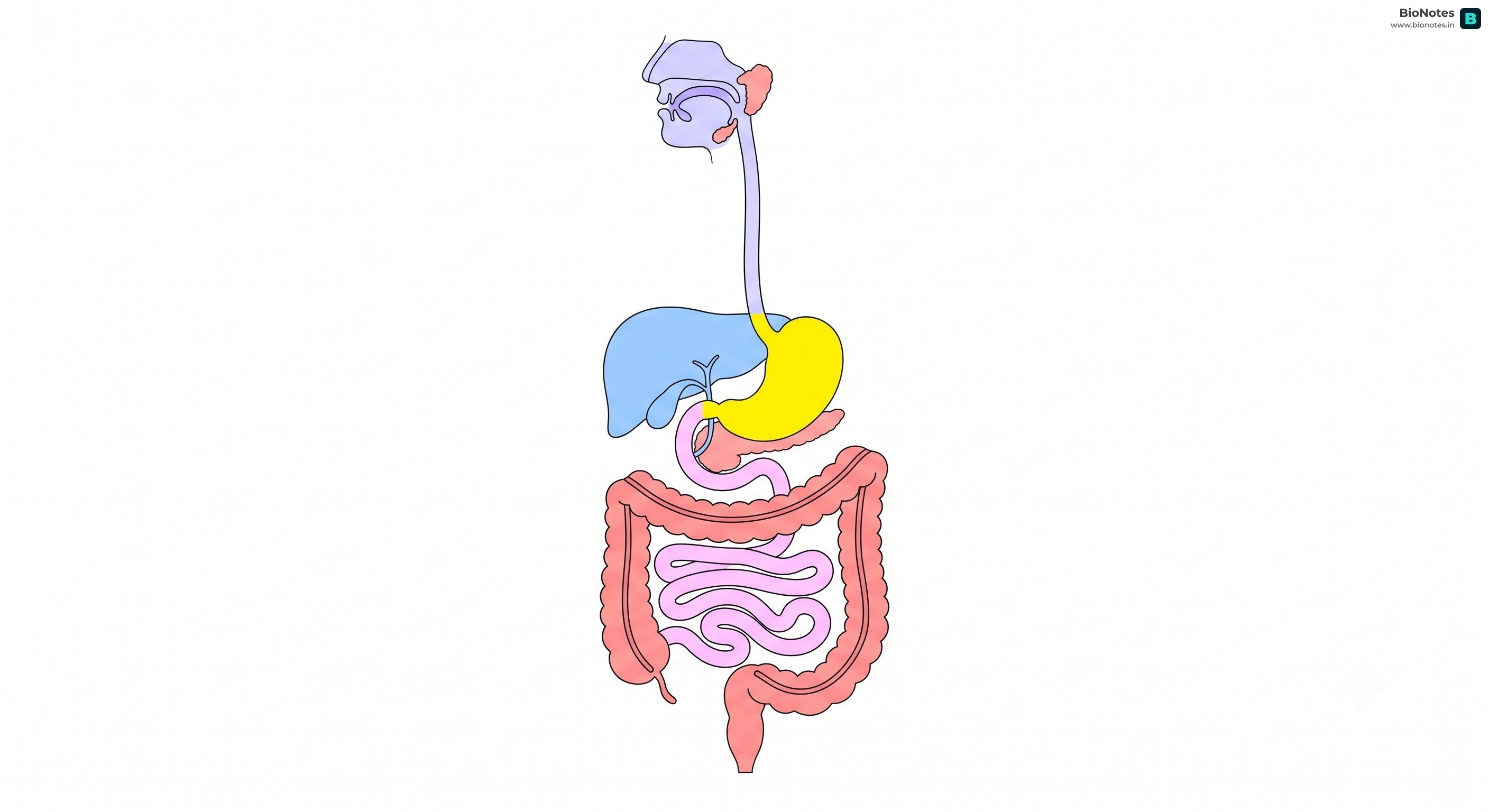 Digestive System