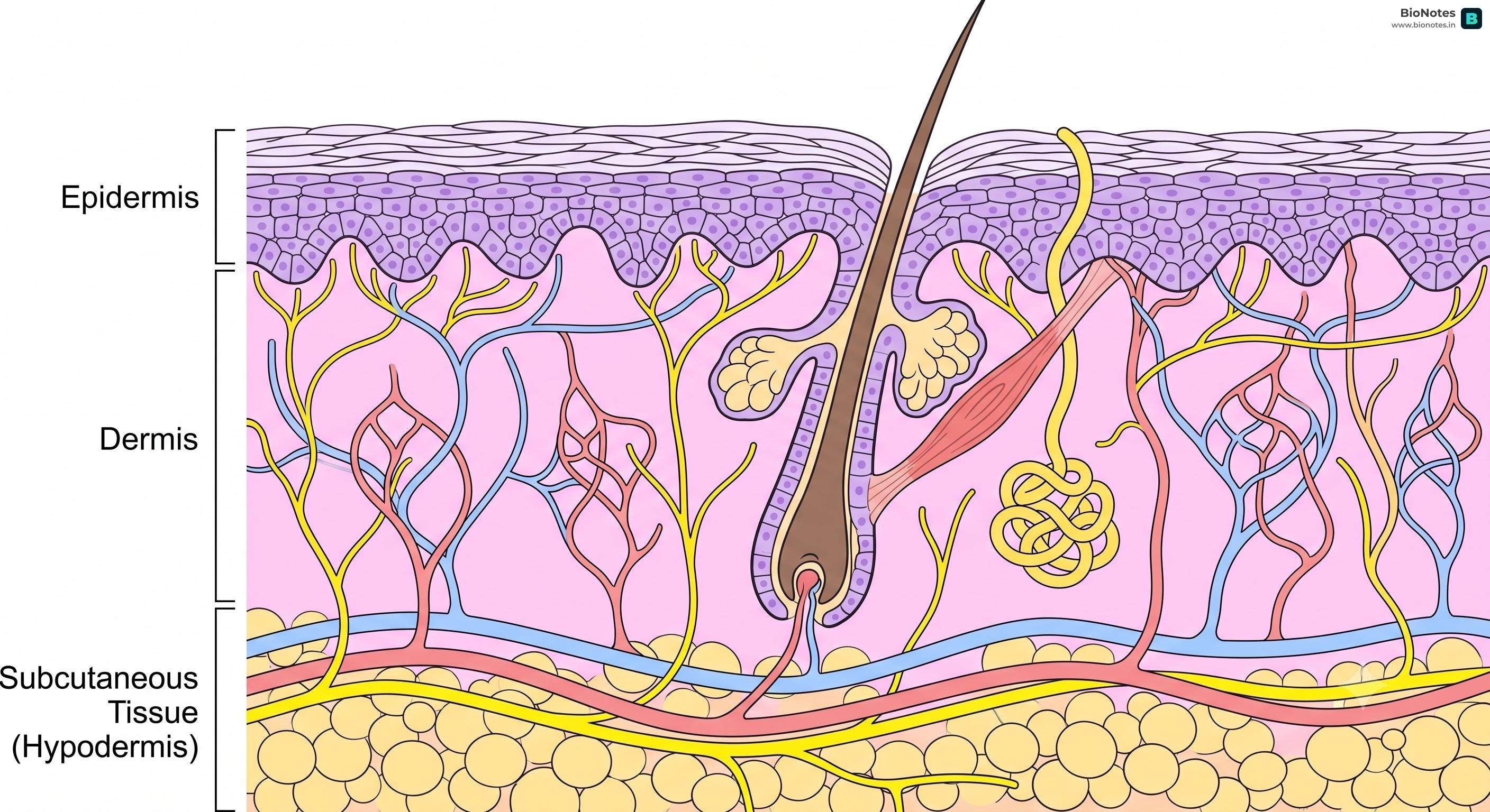 Layers Of Skin