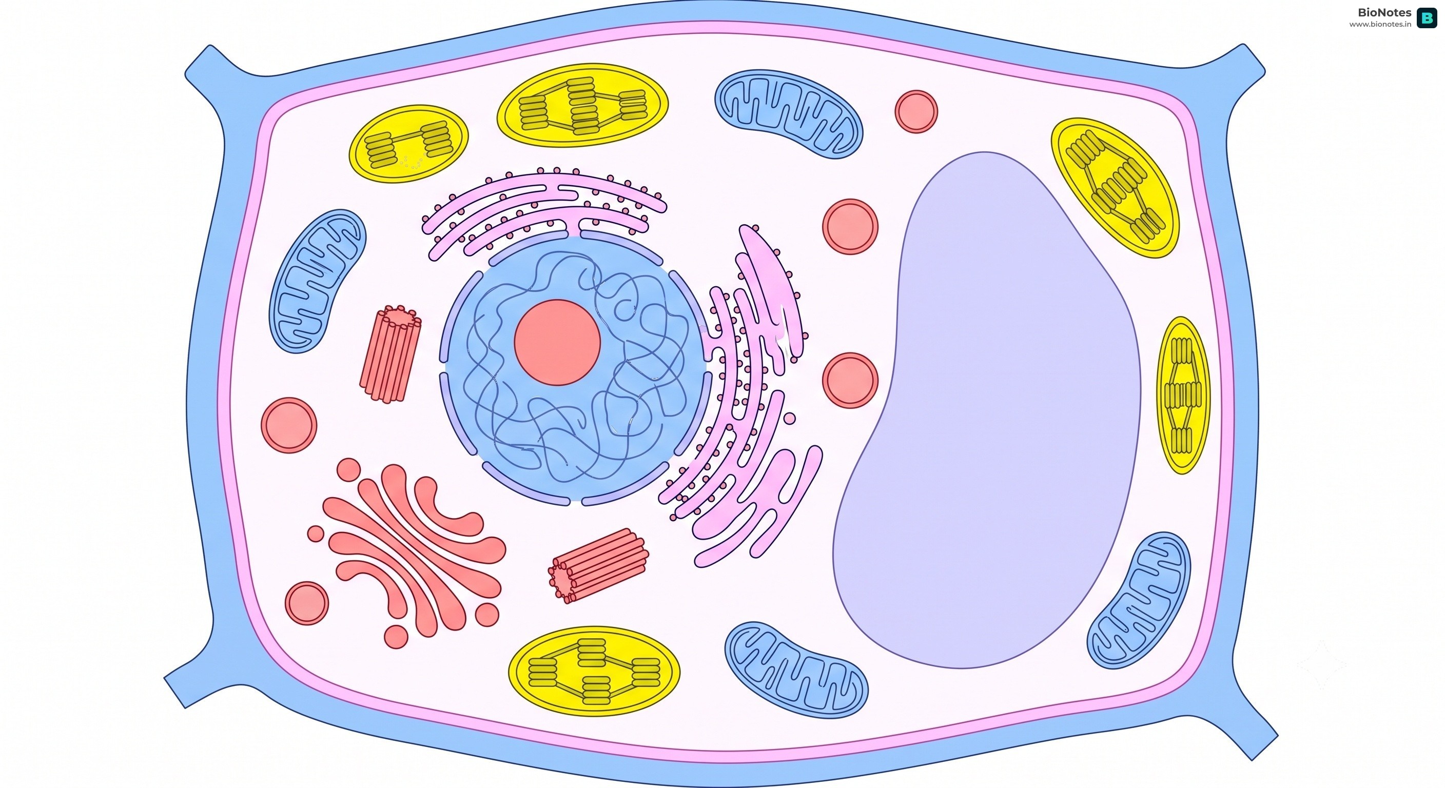 Plant Animal Cell