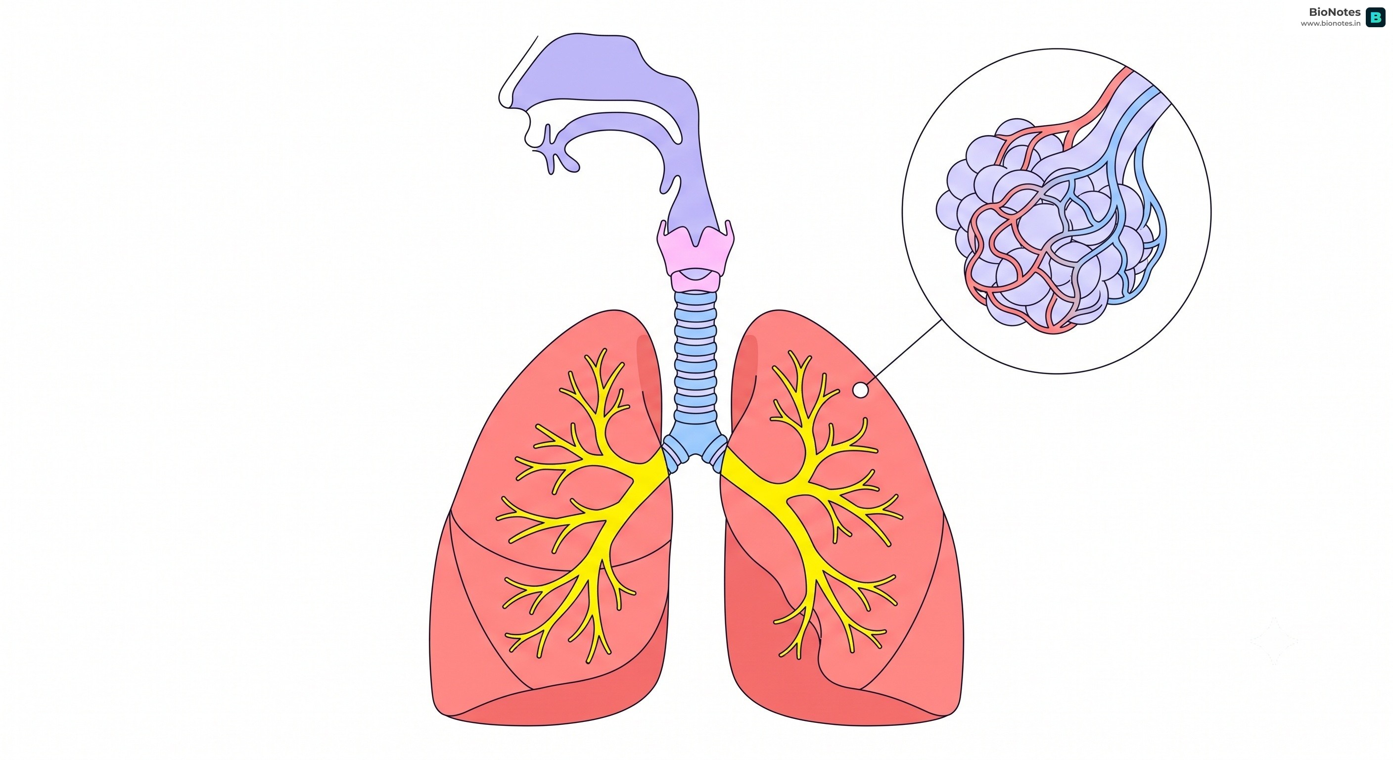 Respiratory System